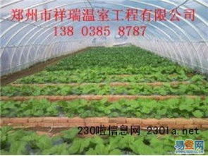 原陽幾字鋼溫室大棚 現(xiàn)代農(nóng)業(yè)的堅(jiān)固脊梁與高效安裝之道